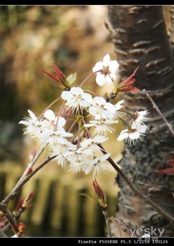 15Xȫͳ  ʿFinePix F505EXR