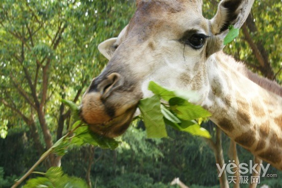 ˵: Macintosh HD:Users:lvdakun:Pictures:iPhoto ͼ:Masters:2012:08:29:20120829-112617:DSC01592.JPG