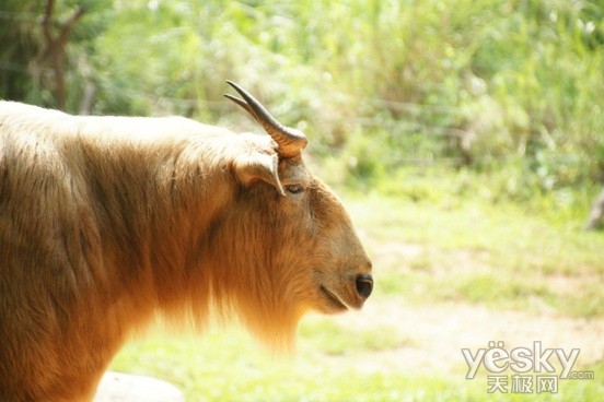 ˵: Macintosh HD:Users:lvdakun:Pictures:iPhoto ͼ:Masters:2012:08:29:20120829-112617:DSC01522.JPG