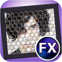 Kyoobik Photov1.34ٷʽ